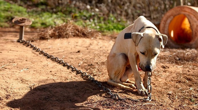 Projeto de lei  paulista quer proibir acorrentamento de animais domésticos
