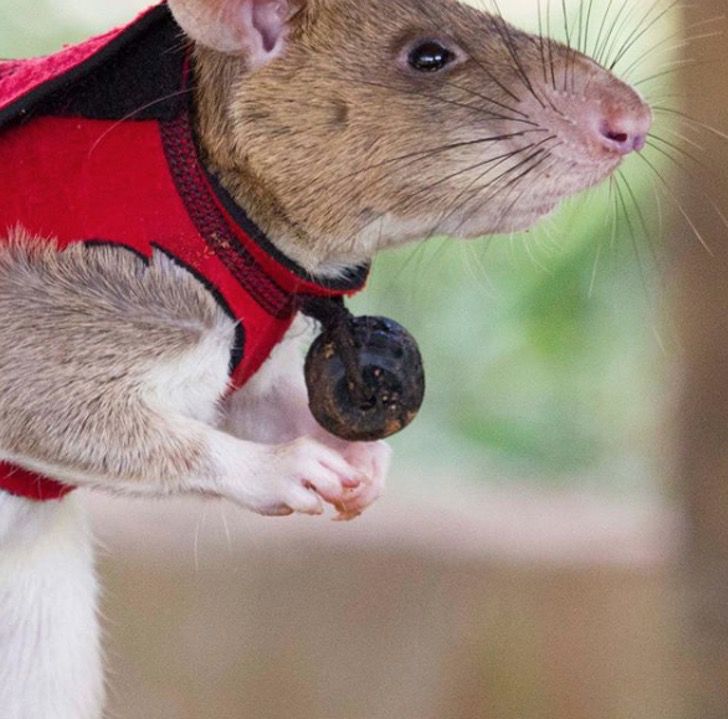 Magawa, o rato que deteta minas, ganhou uma medalha de ouro - ZAP Notícias