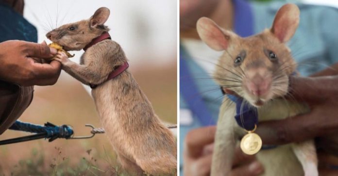 Rato detector de minas recebe medalha de ouro por desarmar 67 explosivos