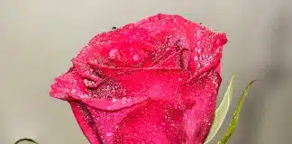 “O tempo da delicadeza” – uma belíssima crônica de Rubem Alves