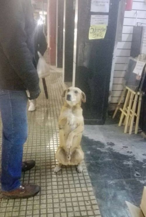 revistapazes.com - Este cãozinho abandonado aprendeu a pedir, educadamente, por comida