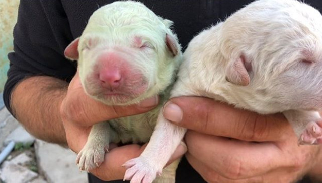revistapazes.com - Conheça "Pistache", o cãozinho verde que nasceu na Itália