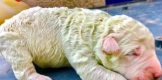 Conheça “Pistache”, o cãozinho verde que nasceu na Itália