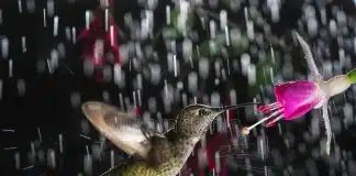 Crônica de uma primeira manhã de primavera