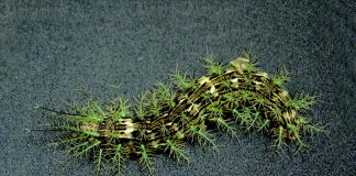 Taturana encontrada no Brasil tem veneno capaz de matar uma pessoa