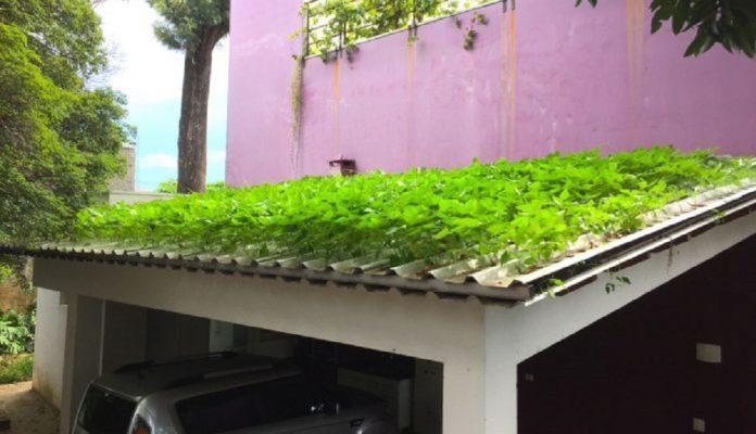 Agrônomo brasileiro cria primeira telha hidropônica do mundo