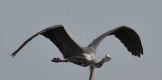 Passou pelo corpo: fotografam uma enguia escapando do estômago de uma garça em voo