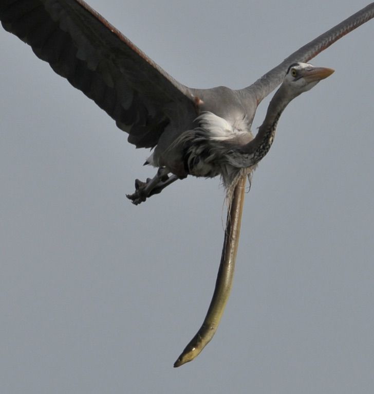 revistapazes.com - Passou pelo corpo: fotografam uma enguia escapando do estômago de uma garça em voo