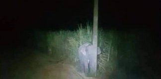 Um elefante bebê tenta se esconder atrás de um poste de luz na Tailândia. Foi pego “roubando”