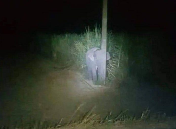 Um elefante bebê tenta se esconder atrás de um poste de luz na Tailândia. Foi pego “roubando”