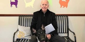 Major: o cão adotado por Biden que foi do abrigo à Casa Branca