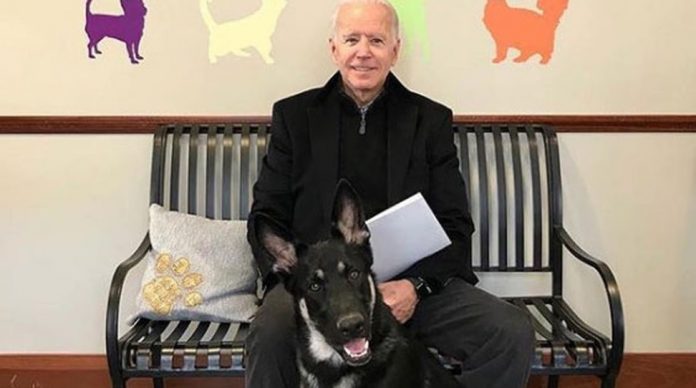 Major: o cão adotado por Biden que foi do abrigo à Casa Branca
