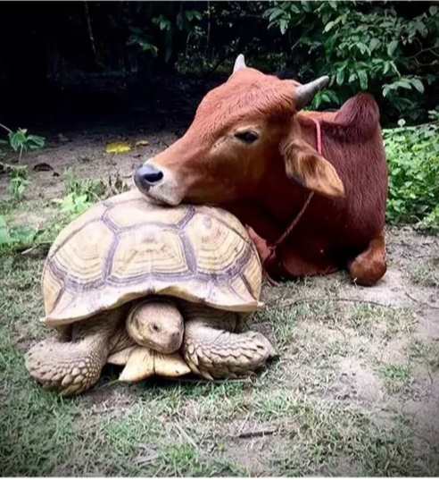 revistapazes.com - Vaca e tartaruga se tornam amigos inseparáveis após serem resgatados