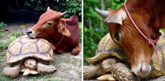 Vaca e tartaruga se tornam amigos inseparáveis após serem resgatados