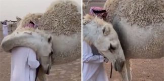 Homem ganha um emocionante abraço de seu camelo depois de perder seu filho