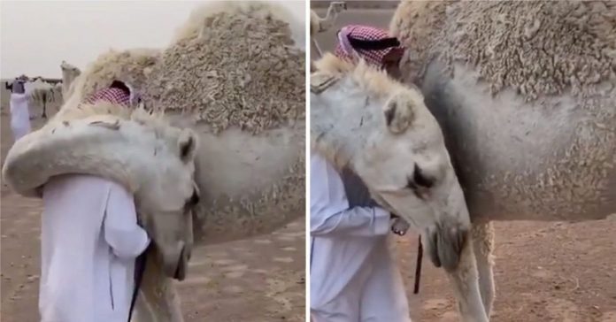 Homem ganha um emocionante abraço de seu camelo depois de perder seu filho
