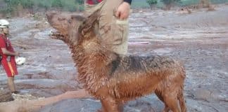 Cadela que salvou dezenas de vítimas em Brumadinho e Mariana morre: ‘dedicou sua existência em salvar vidas’