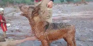 Cadela que salvou dezenas de vítimas em Brumadinho e Mariana morre: ‘dedicou sua existência em salvar vidas’