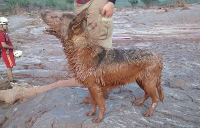 Cadela que salvou dezenas de vítimas em Brumadinho e Mariana morre: ‘dedicou sua existência em salvar vidas’