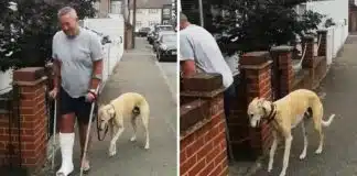 Homem ferido paga 400 dólares por atendimento do seu cachorro que mancava e descobre que ele só o imitava