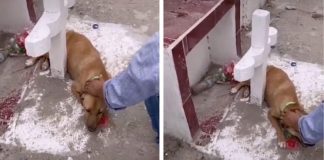 Cachorro foge de abrigo para continuar chorando sobre o túmulo de seu dono