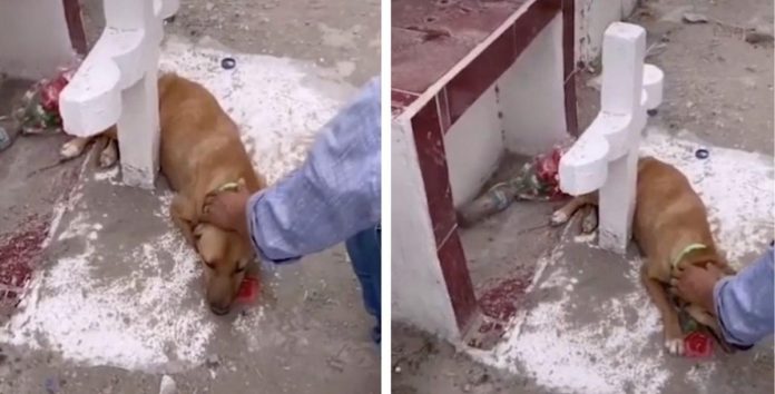 Cachorro foge de abrigo para continuar chorando sobre o túmulo de seu dono