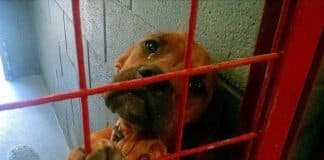 Fotógrafo capta as lágrimas de um cão ao perceber que seria sacrificado