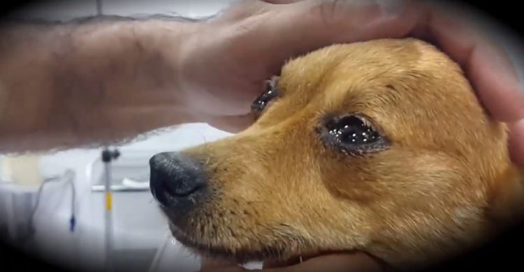revistapazes.com - Fotógrafo capta as lágrimas de um cão ao perceber que seria sacrificado