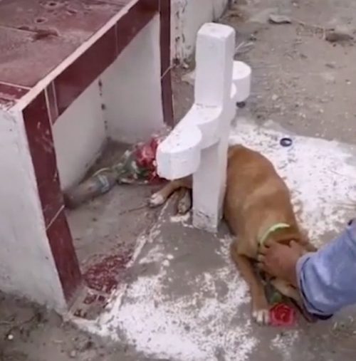 revistapazes.com - Cachorro foge de abrigo para continuar chorando sobre o túmulo de seu dono