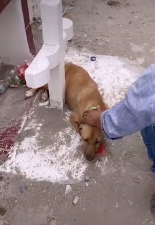 revistapazes.com - Cachorro foge de abrigo para continuar chorando sobre o túmulo de seu dono