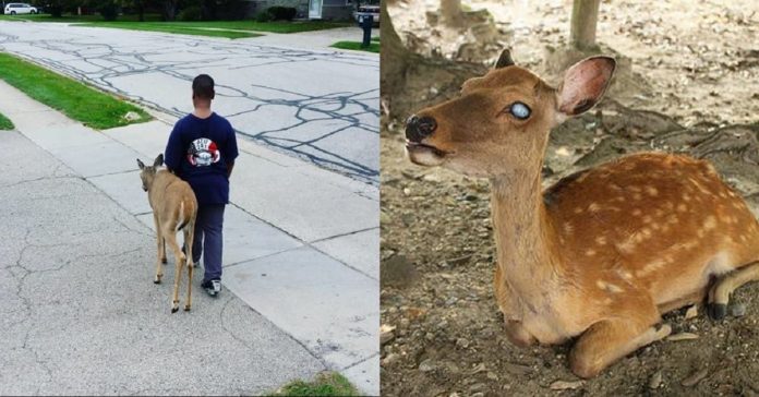 Menino ajuda um cervo cego a procurar comida diariamente antes de ir para escola