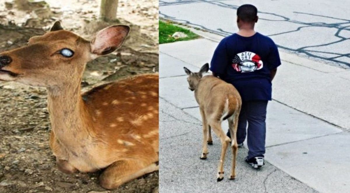 revistapazes.com - Menino ajuda um cervo cego a procurar comida diariamente antes de ir para escola