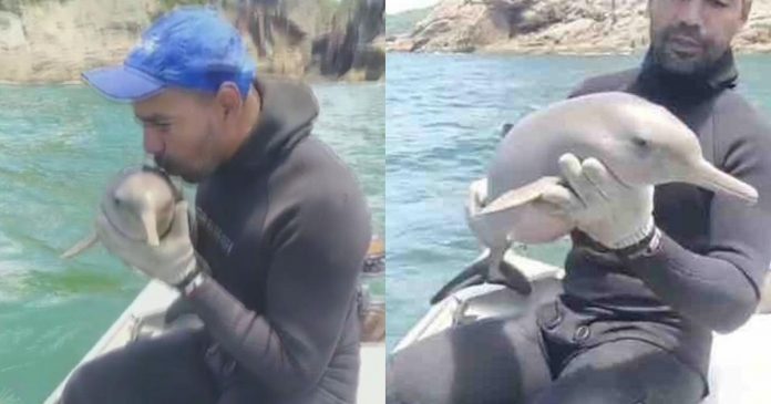 Pescador viraliza após salvar e beijar filhote de golfinho: ‘Ganhei o ano’