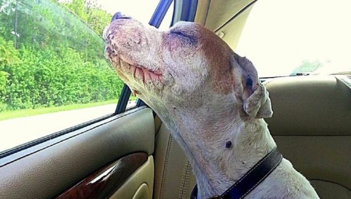 Dona dá viagem de despedida para seu cão idoso: ‘o que ele mais amava era sentir o ar pela janela’