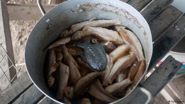 revistapazes.com - Este peixe de ferro salva a vida de milhares de crianças com anemia