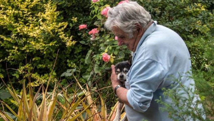 Ex-presidente do Uruguai pede pra ser enterrado com sua cachorra. Foram 22 anos de amor