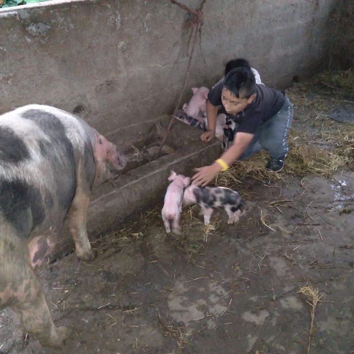 revistapazes.com - Garoto de 9 anos avisa a professora que não entregou tarefa pois estava ajudando sua porquinha  a dar à luz