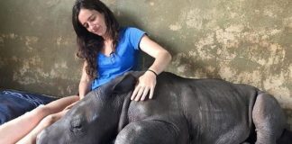 Jovem resgata bebê rinoceronte órfão, ele se apaixona e os dois não se separam mais
