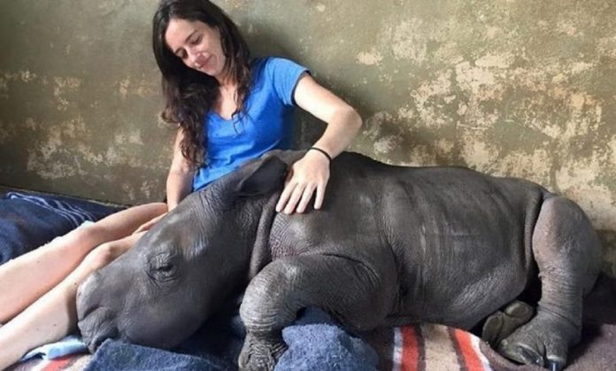 Jovem resgata bebê rinoceronte órfão, ele se apaixona e os dois não se separam mais