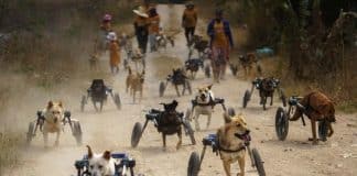 Filhotes com deficiência passeiam livremente em suas cadeiras todas as manhãs