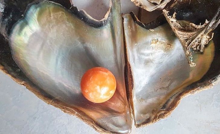 revistapazes.com - Pescador tailandês encontra pérola de laranja avaliada em mais de 300 mil dólares