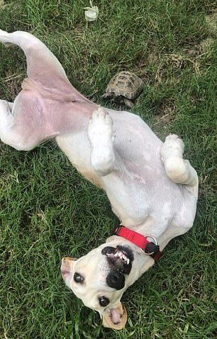 revistapazes.com - Dona de cachorro com deficiência se cansa de ver insultos ao seu cão e mostra a sua beleza interior