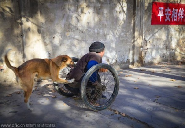 revistapazes.com - Cachorro ajuda seu dono a se locomover empurrando sua cadeira de rodas por muitos anos