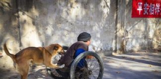Cachorro ajuda seu dono a se locomover empurrando sua cadeira de rodas por muitos anos