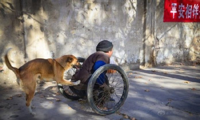 Cachorro ajuda seu dono a se locomover empurrando sua cadeira de rodas por muitos anos