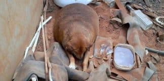 Cachorro superobeso é alvo de zombarias por anos, até que alguém o ajuda