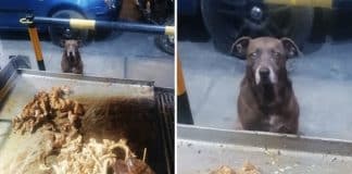 Cliente fiel! Cachorrinho educado vai jantar carne todos os dias em restaurante de espetos