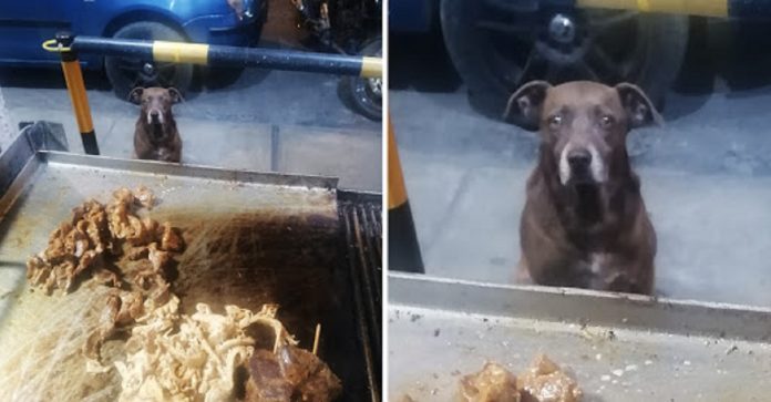 Cliente fiel! Cachorrinho educado vai jantar carne todos os dias em restaurante de espetos