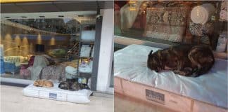 Loja disponibiliza colchão para vira-latas dormirem confortavelmente