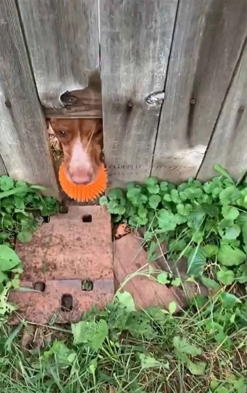 revistapazes.com - Cãozinho faz buraco na cerca para que vizinhos brinquem de jogar bolinha com ele